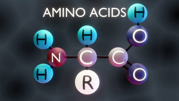 Amino Acid
